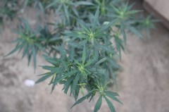 Grows wild on the side of the road